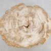 Salontafel versteend hout 49172
