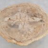 Salontafel versteend hout 49389