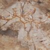 Salontafel versteend hout 49389