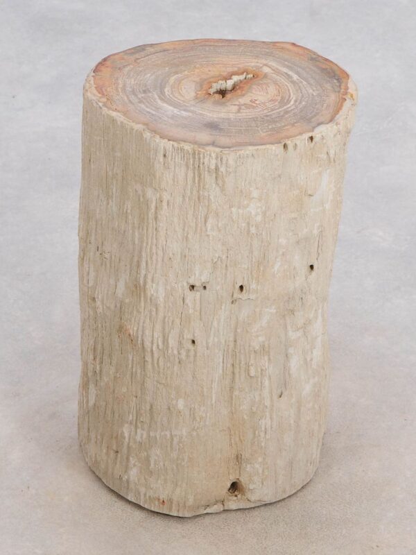 Side table petrified wood 49111
