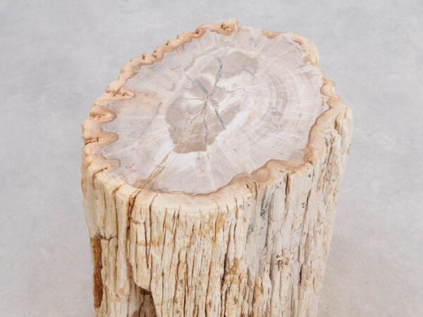Side table petrified wood 49112
