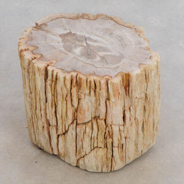 Side table petrified wood 49113