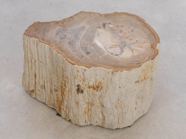 Side table petrified wood 49148