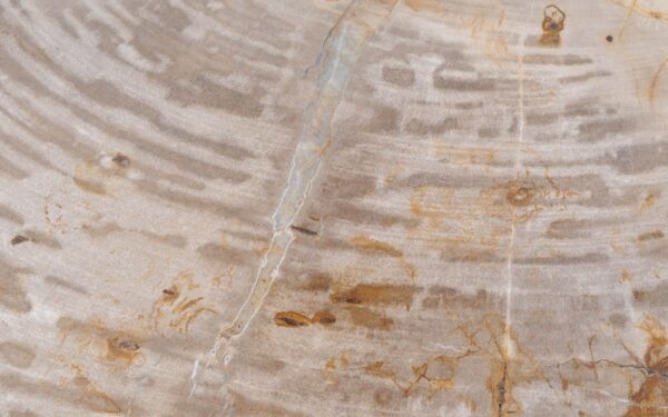 Table basse bois pétrifié 48149