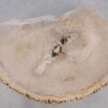 Table basse bois pétrifié 49252