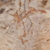 Table basse bois pétrifié 49264