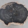 Table basse bois pétrifié 49283