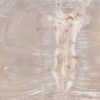 Table basse bois pétrifié 49302