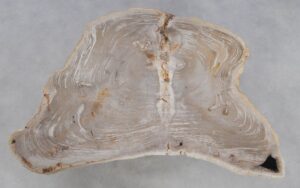 Table basse bois pétrifié 49307