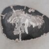 Coffee table petrified wood 50314