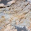 Coffee table petrified wood 46210