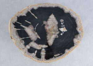 Couchtisch versteinertes Holz 44152