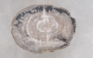 Couchtisch versteinertes Holz 49353f