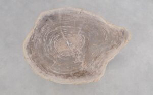Couchtisch versteinertes Holz 50167
