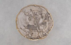 Couchtisch versteinertes Holz 50188
