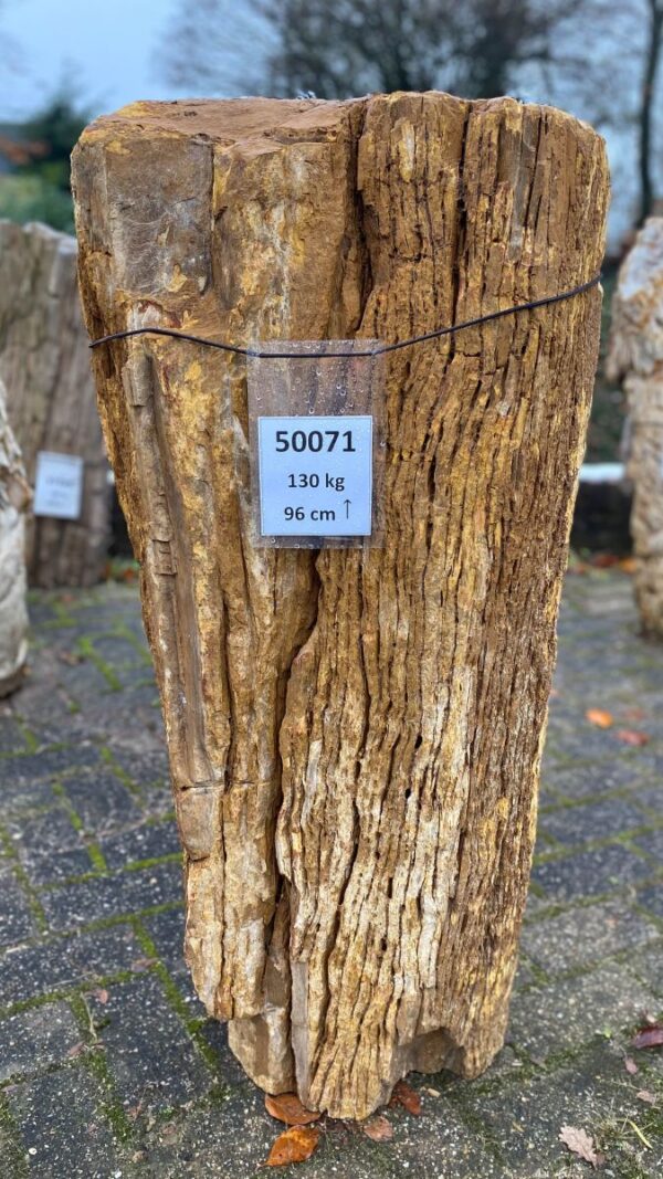 Grabstein versteinertes Holz 50071