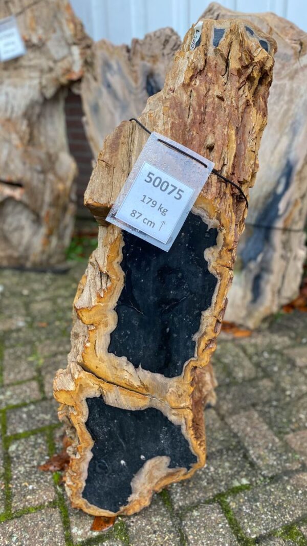Grabstein versteinertes Holz 50075
