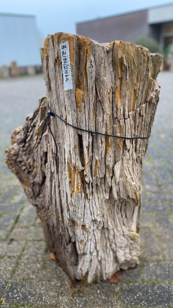 Grabstein versteinertes Holz 50079