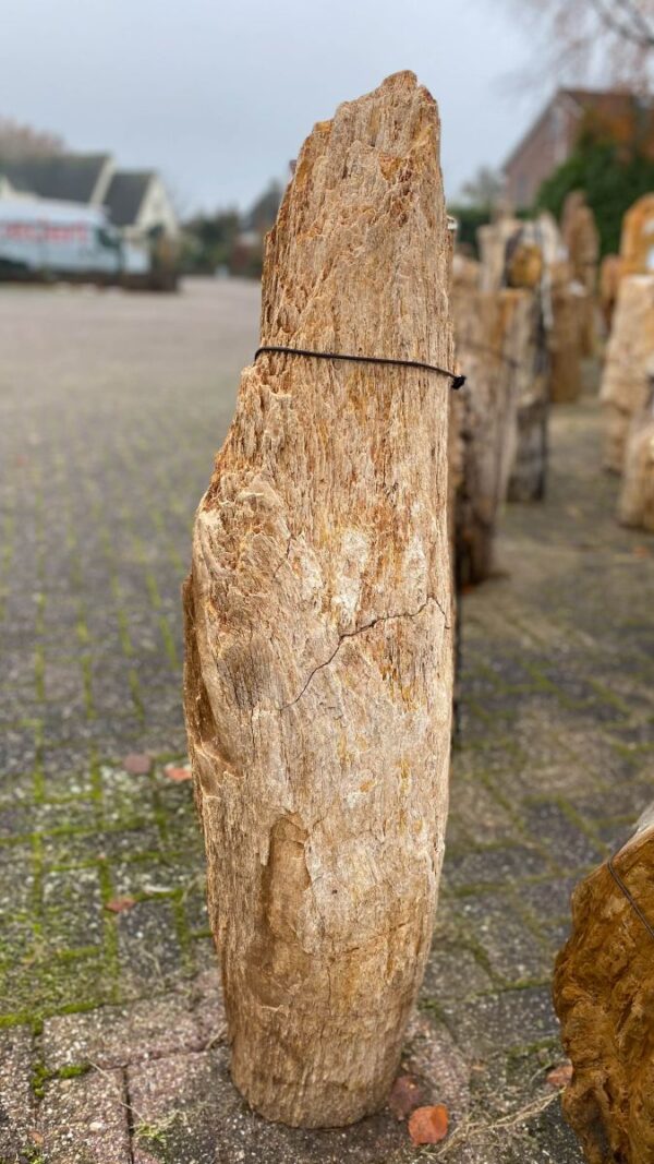 Grabstein versteinertes Holz 50098