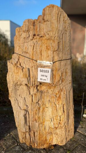 Grabstein versteinertes Holz 50103