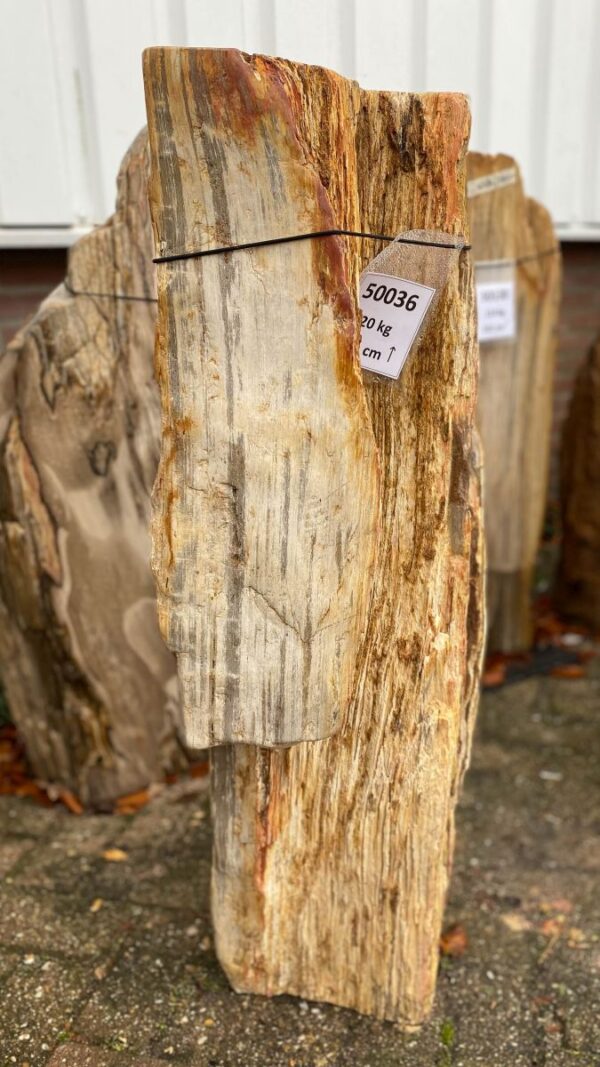 Grafsteen versteend hout 50036
