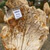 Grafsteen versteend hout 50053