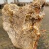 Grafsteen versteend hout 50053