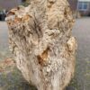 Grafsteen versteend hout 50053