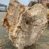 Grafsteen versteend hout 50053