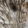 Grafsteen versteend hout 50053