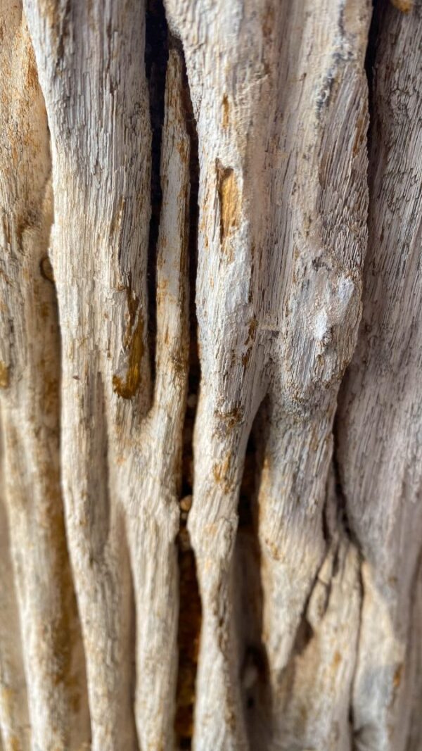 Grafsteen versteend hout 50068