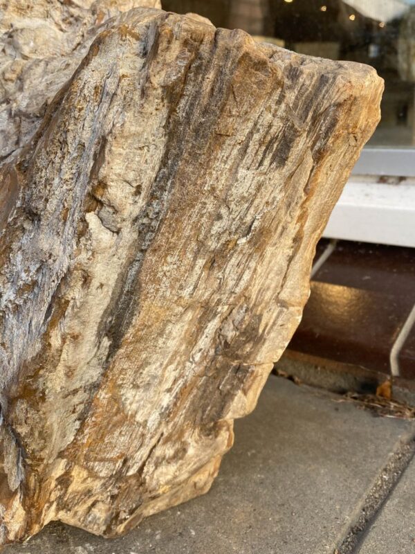 Grafsteen versteend hout 50069