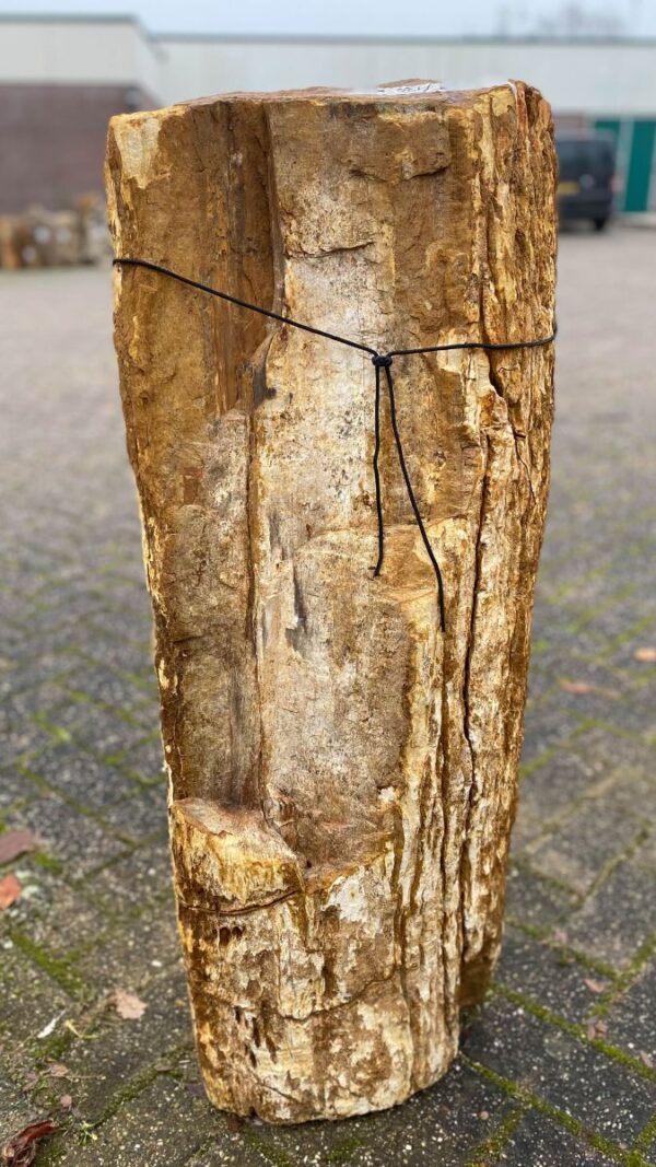 Grafsteen versteend hout 50071