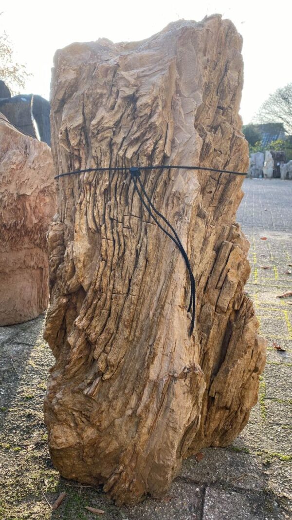 Grafsteen versteend hout 50074