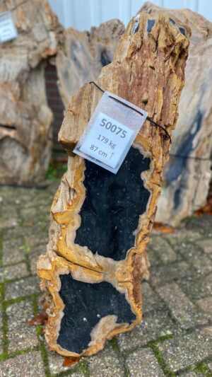 Grafsteen versteend hout 50075