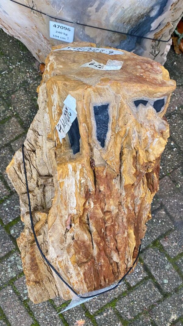 Grafsteen versteend hout 50075