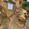Grafsteen versteend hout 50082