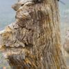 Grafsteen versteend hout 50082