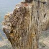 Grafsteen versteend hout 50082