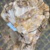 Grafsteen versteend hout 50082
