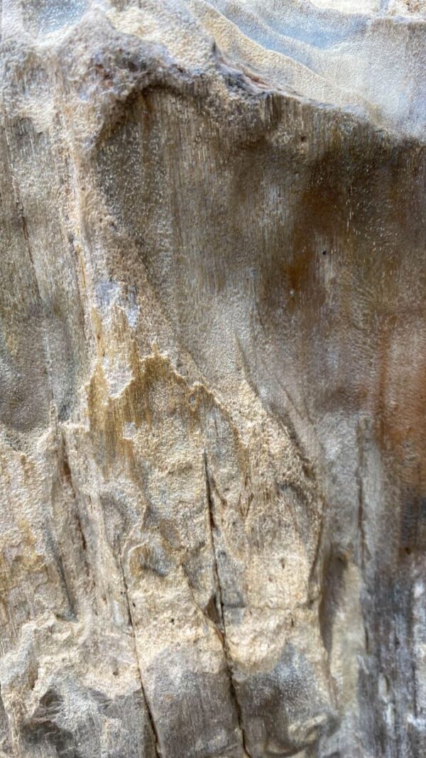Grafsteen versteend hout 50091