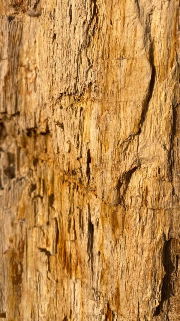 Grafsteen versteend hout 50103