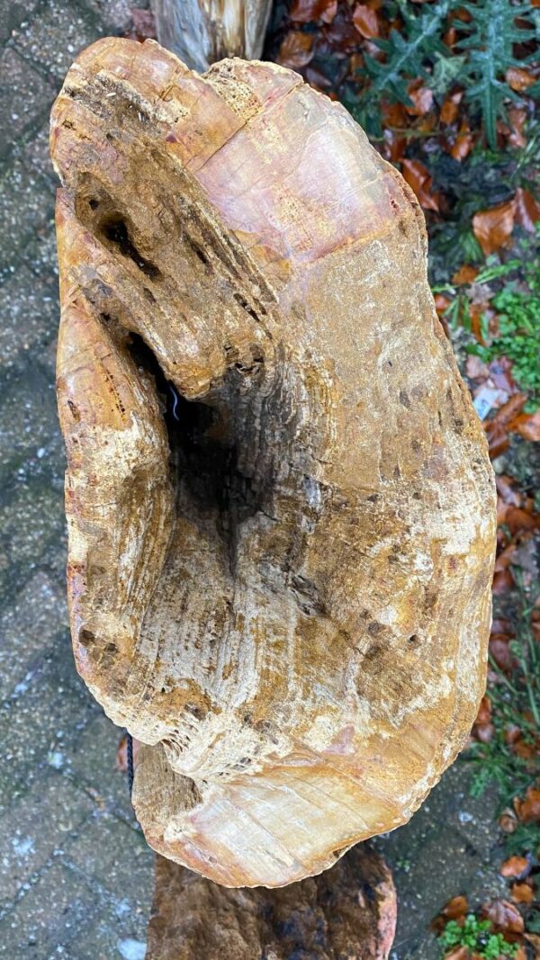 Grafsteen versteend hout 50130