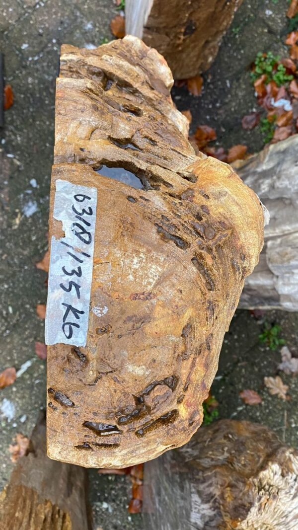 Grafsteen versteend hout 50135