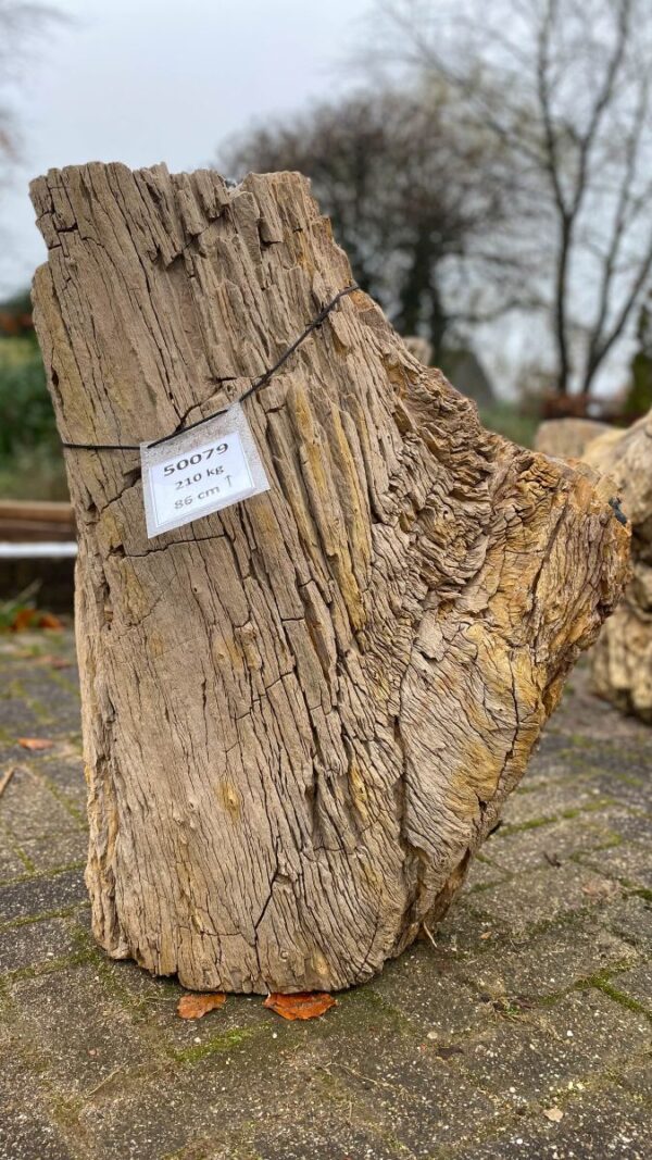 Lápida madera petrificada 50079