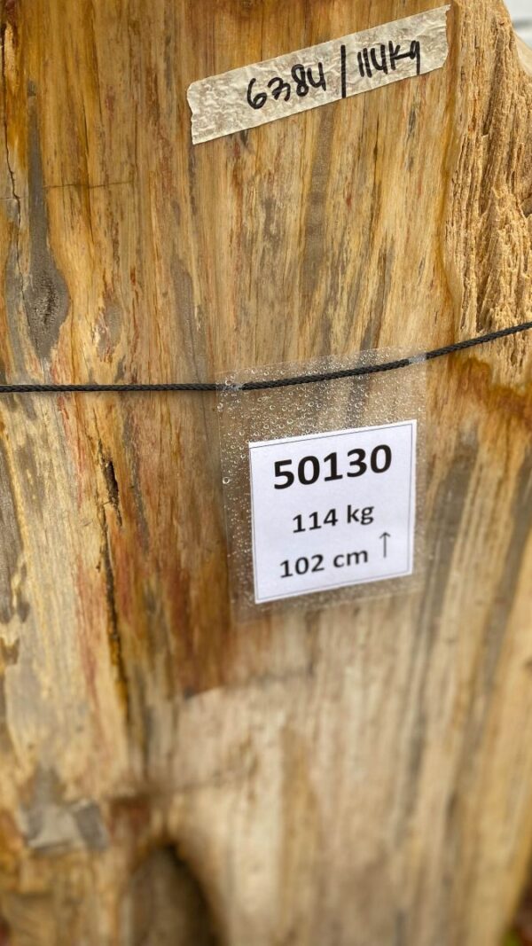 Lápida madera petrificada 50130