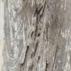 Lápida madera petrificada 50133