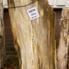 Lápida madera petrificada 50136