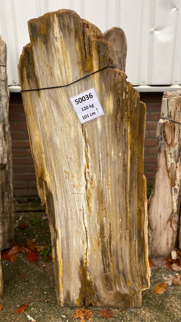 Lápida madera petrificada 50136