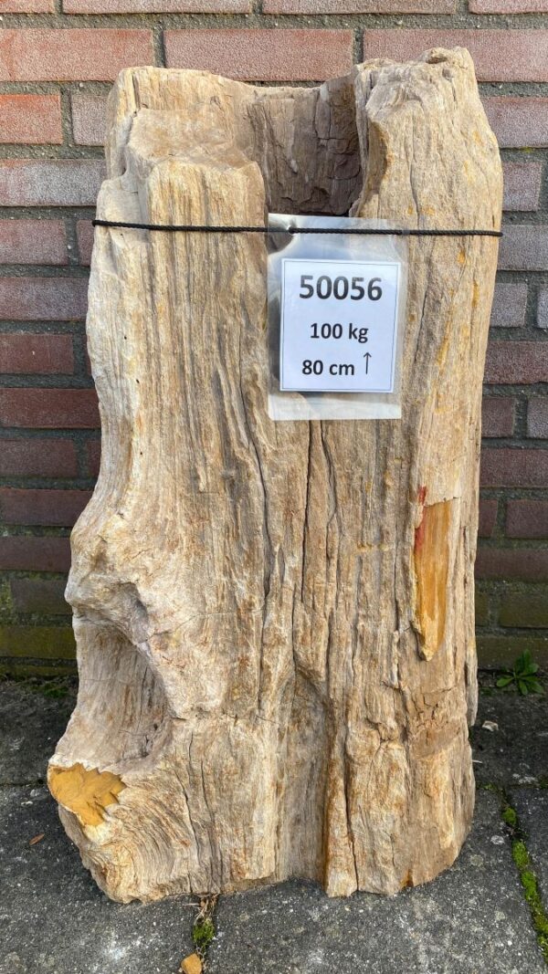 Memorial stone petrified wood 50056